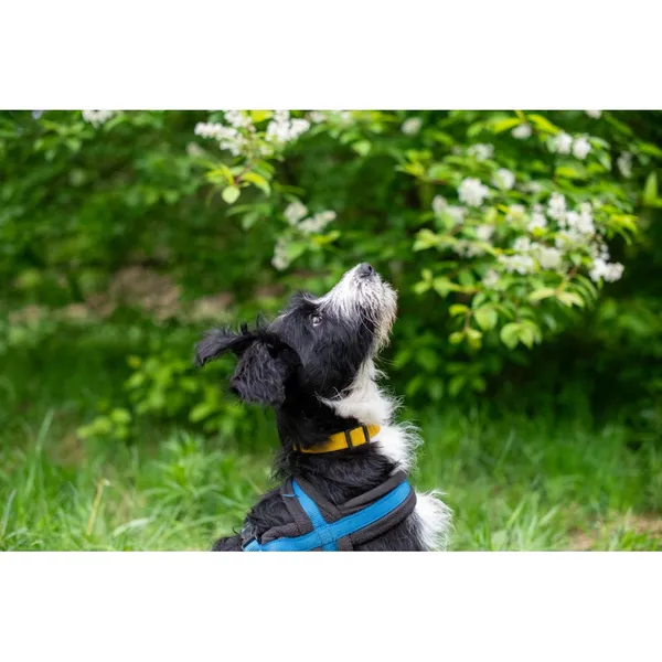 Znaleziono psa, Białystok, 15 marca 2024 (2/4)