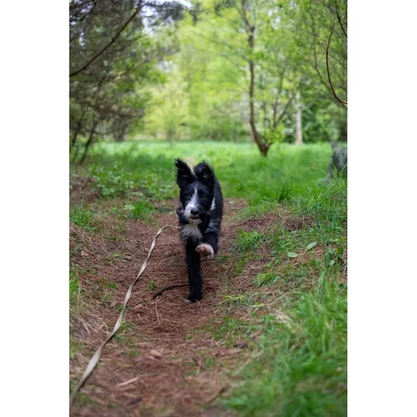 Znaleziono psa, Białystok, 15 marca 2024 (4/4)