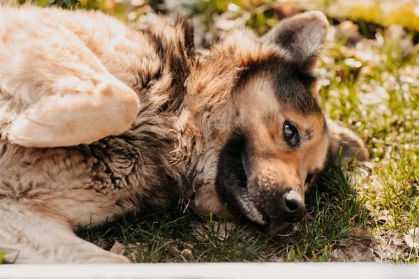 Pies do adopcji, Czartki, 15 marca 2024 (4/5)