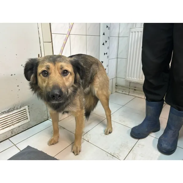 Znaleziono psa, Białystok, 15 marca 2024