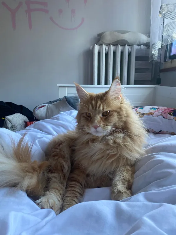 Zaginął kot, Łódź, Zarzew, 15 marca 2024