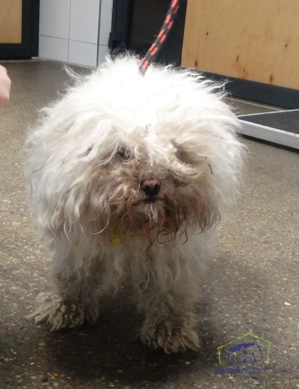 Znaleziono psa, Szczecin, 14 marca 2024 (1/2)