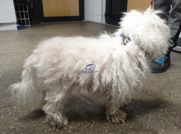 Znaleziono psa, Szczecin, 14 marca 2024 (2/2)