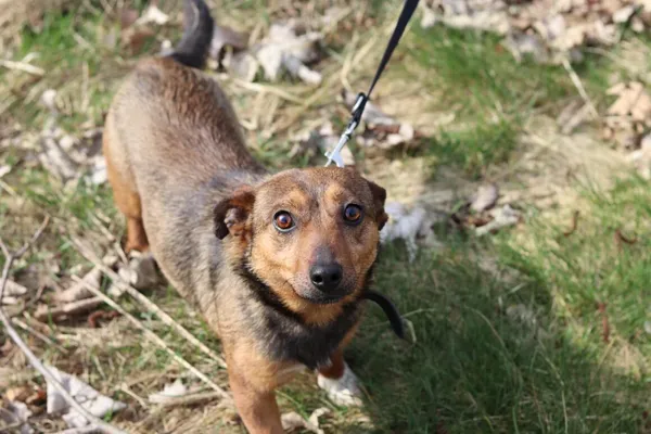 Pies do adopcji, Dłużyna Górna, 15 marca 2024