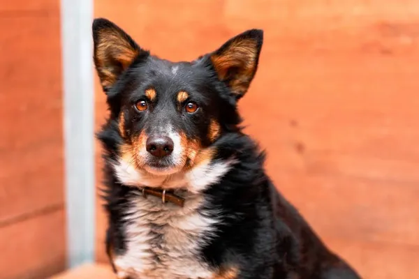 Pies do adopcji, Elbląg, 9 marca 2024 (2/2)