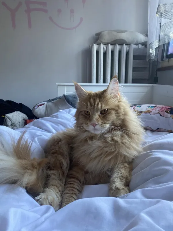 Zaginął kot, Łódź, 15 marca 2024