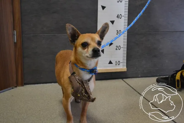 Znaleziono psa, Chełmek, 14 marca 2024