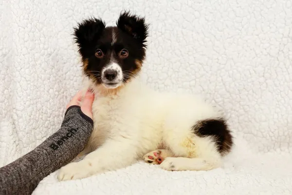 Pies do adopcji, Elbląg, 8 marca 2024 (3/4)