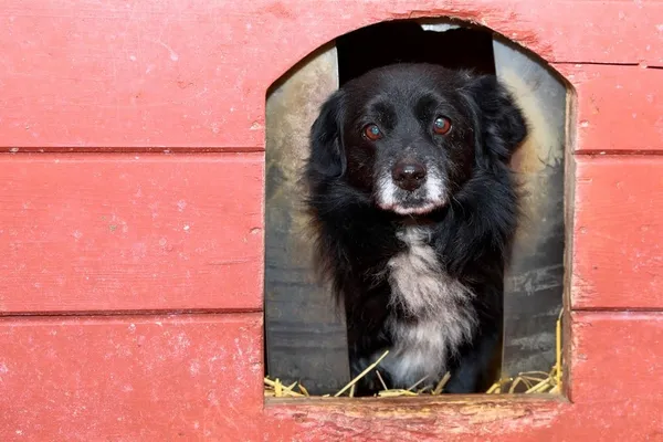 Pies do adopcji, Elbląg, 9 marca 2024