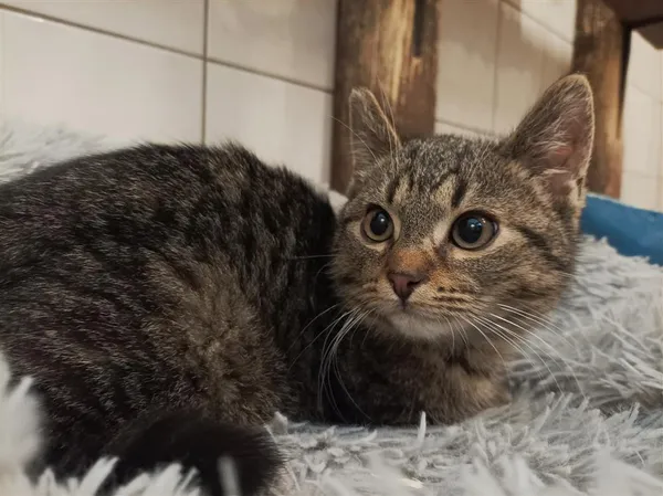 Kot do adopcji, Bytom, 15 marca 2024 (1/3)