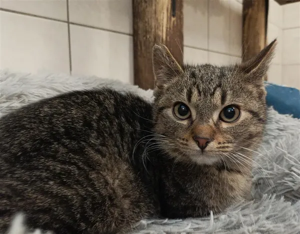 Kot do adopcji, Bytom, 15 marca 2024 (3/3)