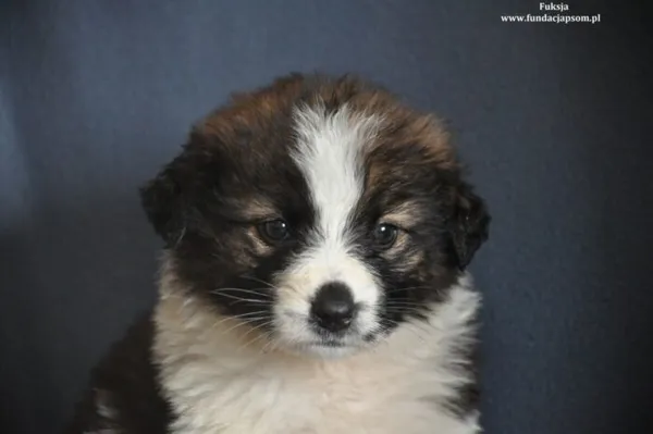 Pies do adopcji, Nowy Dwór Mazowiecki, 15 marca 2024 (1/5)