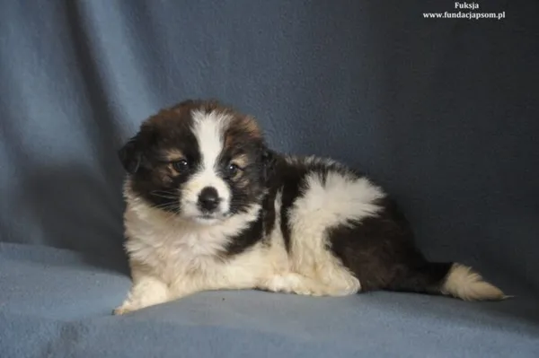 Pies do adopcji, Nowy Dwór Mazowiecki, 15 marca 2024 (3/5)