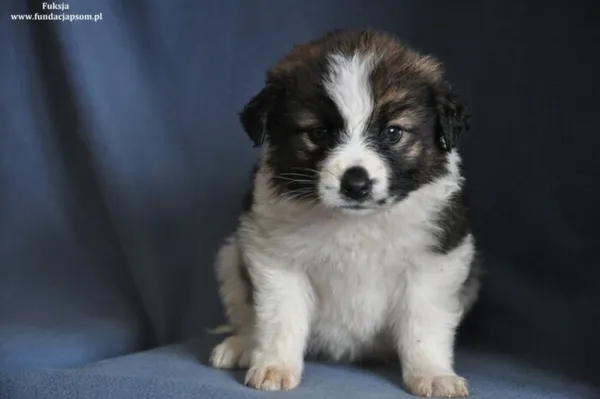 Pies do adopcji, Nowy Dwór Mazowiecki, 15 marca 2024 (5/5)