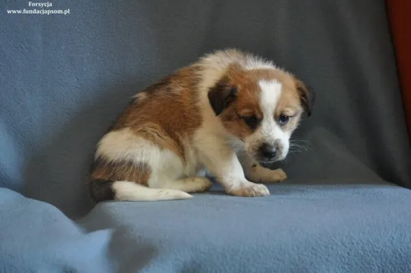 Pies do adopcji, Nowy Dwór Mazowiecki, 15 marca 2024 (3/4)