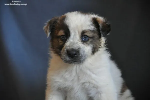 Pies do adopcji, Nowy Dwór Mazowiecki, 15 marca 2024 (3/4)