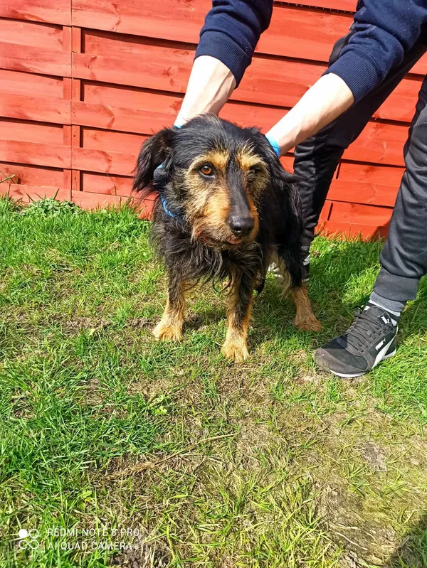 Znaleziono psa, Czartki, 15 marca 2024