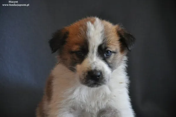 Pies do adopcji, Nowy Dwór Mazowiecki, 15 marca 2024 (1/4)