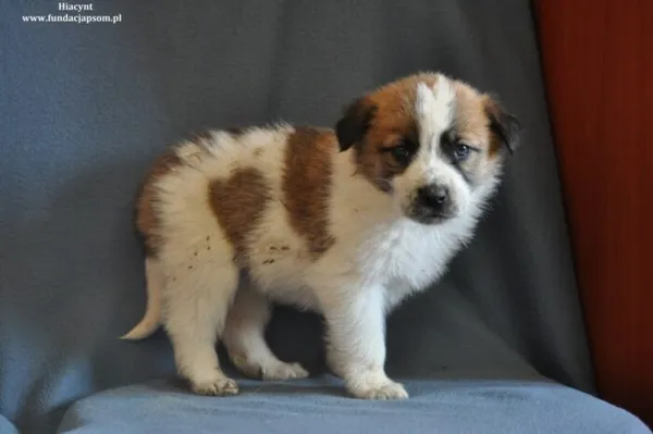 Pies do adopcji, Nowy Dwór Mazowiecki, 15 marca 2024 (2/4)