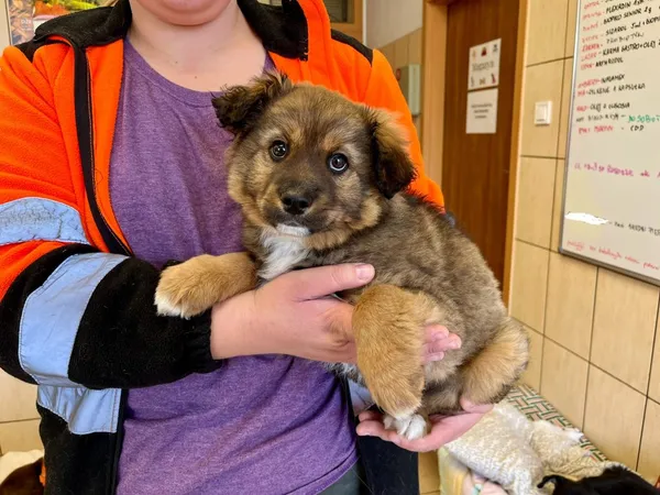 Znaleziono psa, Puławy, 15 marca 2024