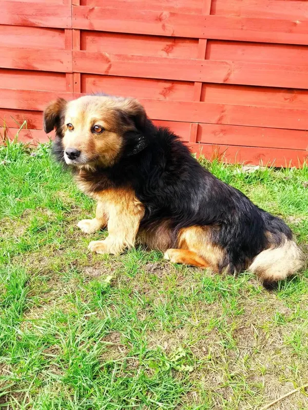 Znaleziono psa, Czartki, 15 marca 2024