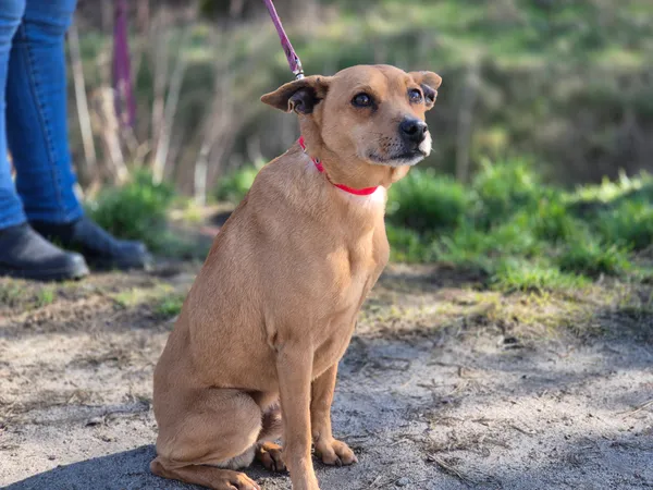 Pies do adopcji, Nowodwór, 15 marca 2024 (5/5)