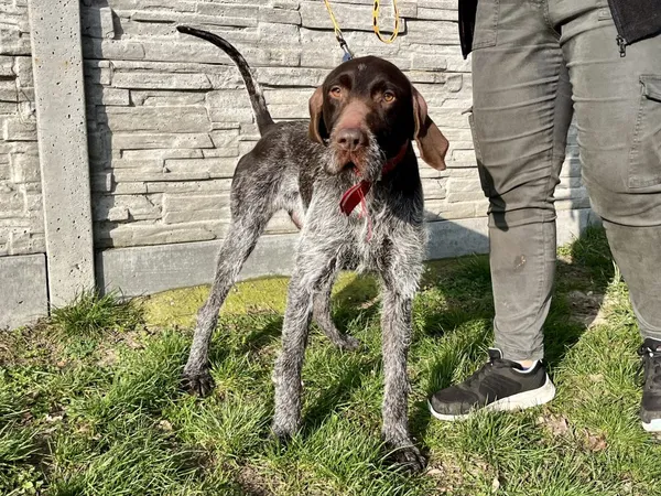 Znaleziono psa, Puławy, 13 marca 2024