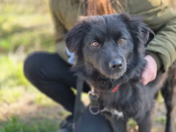 Pies do adopcji, Nowodwór, 15 marca 2024 (1/5)