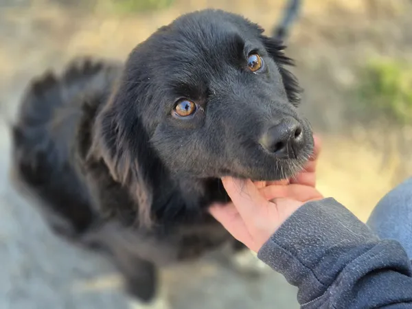 Pies do adopcji, Nowodwór, 15 marca 2024 (2/5)