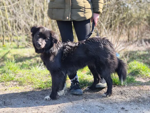 Pies do adopcji, Nowodwór, 15 marca 2024 (3/5)