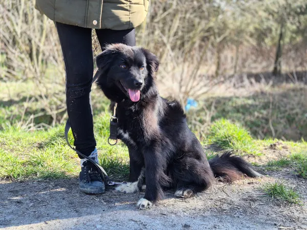 Pies do adopcji, Nowodwór, 15 marca 2024 (4/5)