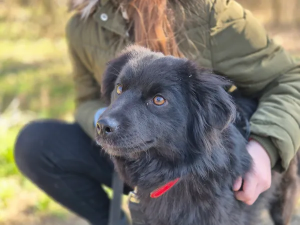 Pies do adopcji, Nowodwór, 15 marca 2024 (5/5)