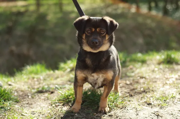 Pies do adopcji, Nowodwór, 15 marca 2024 (1/5)