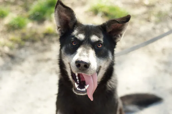 Pies do adopcji, Nowodwór, 15 marca 2024 (1/5)