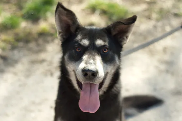 Pies do adopcji, Nowodwór, 15 marca 2024 (2/5)