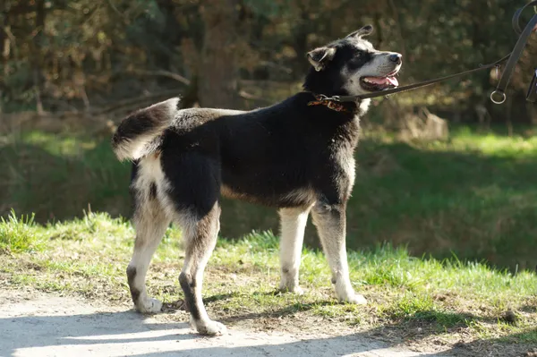 Pies do adopcji, Nowodwór, 15 marca 2024 (5/5)