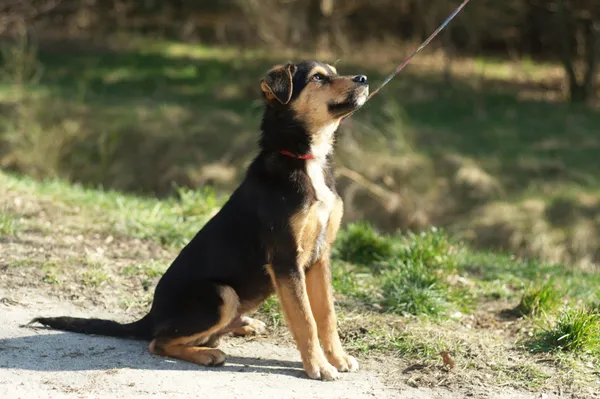 Pies do adopcji, Nowodwór, 15 marca 2024 (2/5)