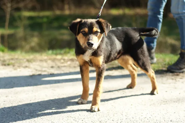 Pies do adopcji, Nowodwór, 15 marca 2024 (3/5)