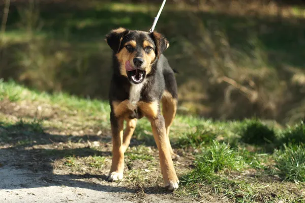 Pies do adopcji, Nowodwór, 15 marca 2024 (4/5)