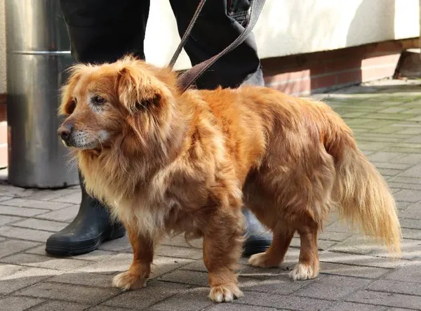 Znaleziono psa, Łódź, 15 marca 2024 (3/4)