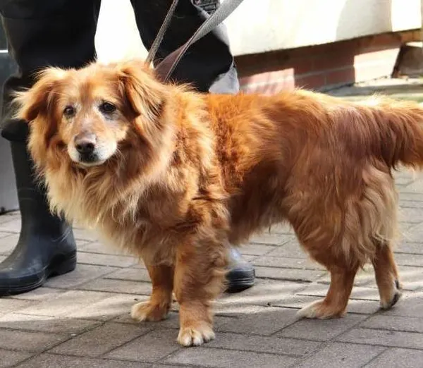 Znaleziono psa, Łódź, 15 marca 2024 (4/4)