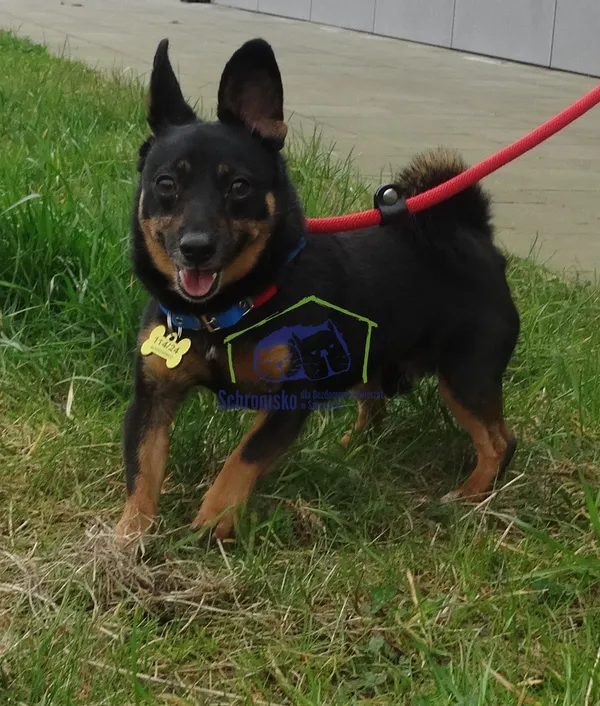 Znaleziono psa, Szczecin, 15 marca 2024 (2/2)