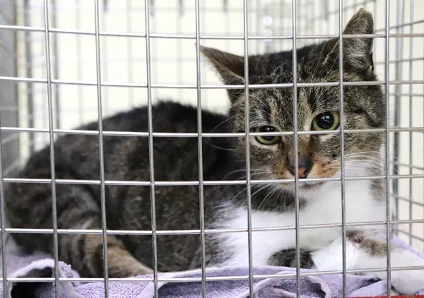 Znaleziono kota, Łódź, 16 marca 2024 (1/2)