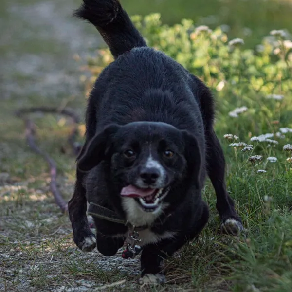 Pies do adopcji, Wysocko Wielkie, 16 marca 2024 (4/5)