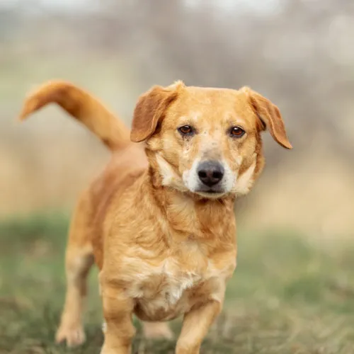 Pies do adopcji, Wysocko Wielkie, 14 grudnia 2023 (4/4)