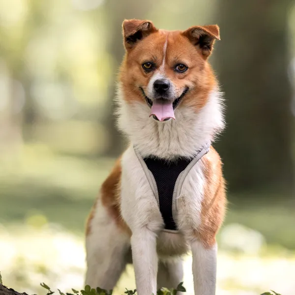 Pies do adopcji, Wysocko Wielkie, 21 kwietnia 2024 (2/5)