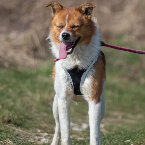 Pies do adopcji, Wysocko Wielkie, 21 kwietnia 2024 (4/5)