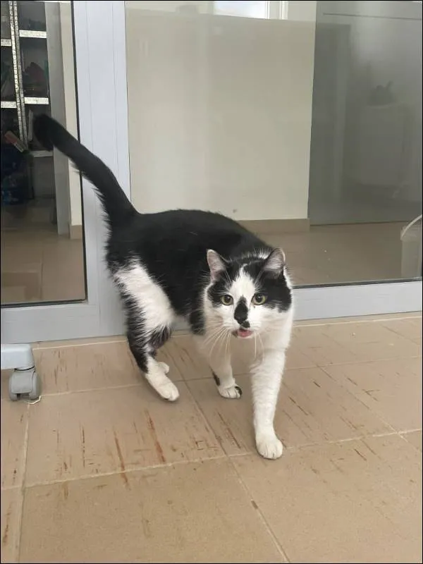 Znaleziono kota, Grudziądz, 16 marca 2024