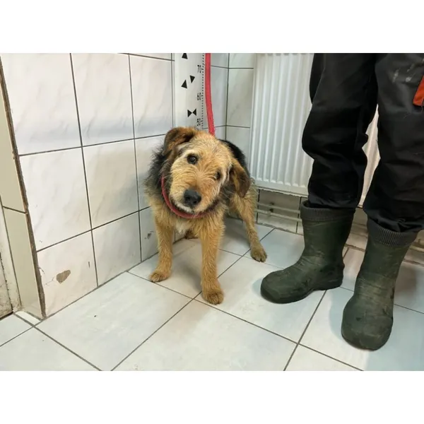 Znaleziono psa, Białystok, 16 marca 2024