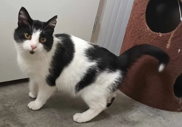 Znaleziono kota, Pieckowo, 15 marca 2024 (1/2)